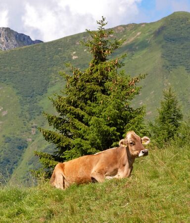 Cow sitting in a pasture, Alps mountains, Italyの写真素材