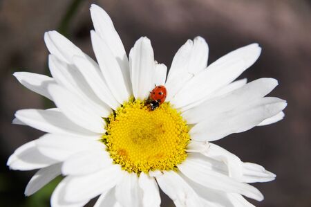 Ladybird on a daisy, Alps mountains, Italyの写真素材