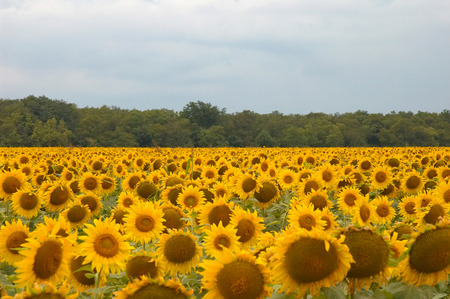 Field of sunflowers in Bulgariaの写真素材