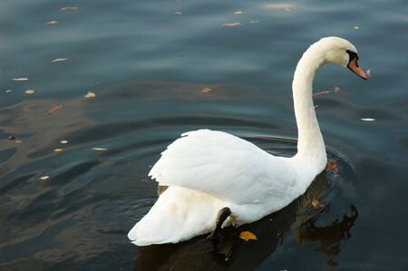 Swan in a canal in Berlin, Germanyの写真素材