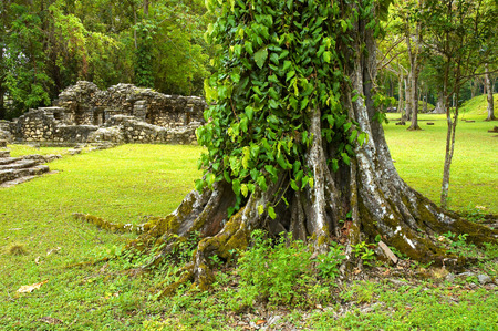 Big tree in Yaxchilan archeological site, Chiapas, Mexicoの写真素材