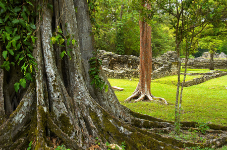 Big tree in Yaxchilan archeological site, Chiapas, Mexicoの写真素材