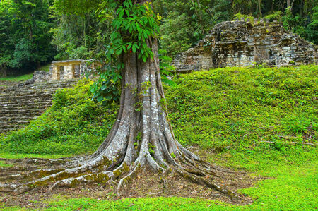 Big tree in Yaxchilan archeological site, Chiapas, Mexicoの写真素材