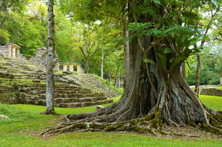 Big tree in Yaxchilan archeological site, Chiapas, Mexicoの写真素材