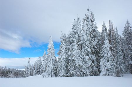 Pine trees with snow in Steamboat Springs, colorado, Usaの写真素材