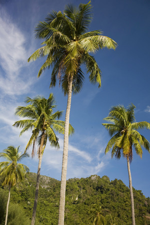 Palm tree in Koh Phi Phi island, Thailandの写真素材