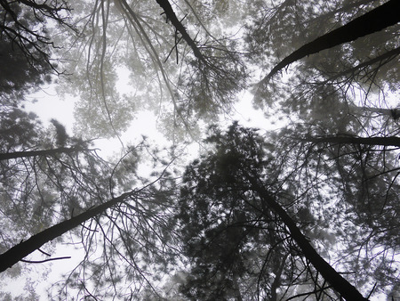 Forest in Haputale, Sri Lankaの写真素材
