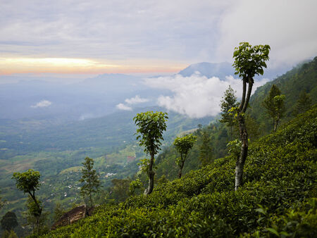 Tea plantations close to Haputale, Sri Lankaの写真素材