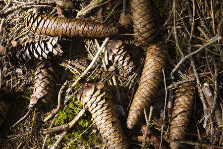 Pine cones in a forest in Val di Mello, Alps Mountains, Italy