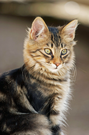 Cat in Sardinia, Italyの写真素材