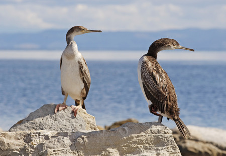 Cormorants in Stintino, Sardinia, Italyの写真素材