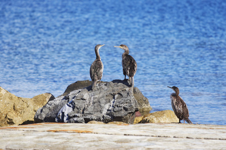 Cormorants in Stintino, Sardinia, Italyの写真素材