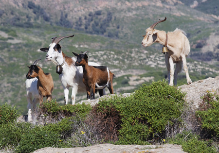 Goats in Sardinia, Italyの写真素材