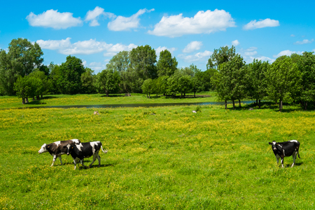 Cows in countryside in spring near Angers, Franceの写真素材