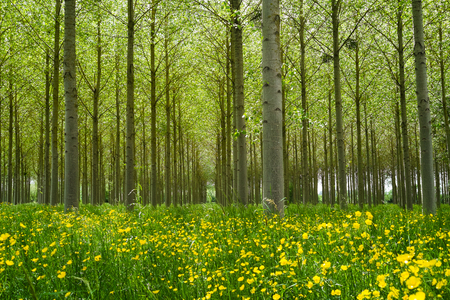 Forest of Poplars in the countryside of Angers, Franceの写真素材