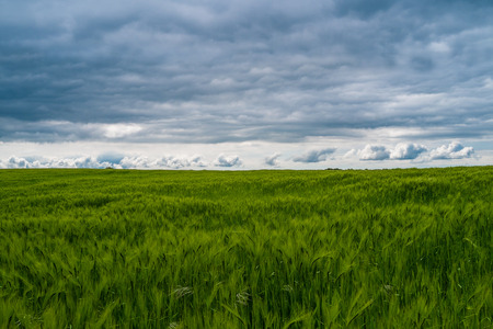 Wheat field in the countryside close to Angers, Franceの写真素材