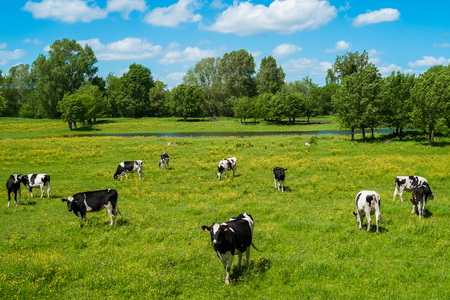 Cows in countryside in spring near Angers, Franceの写真素材