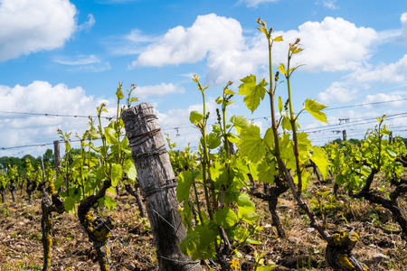 Grapevines in the countryside of Angers, Franceの写真素材