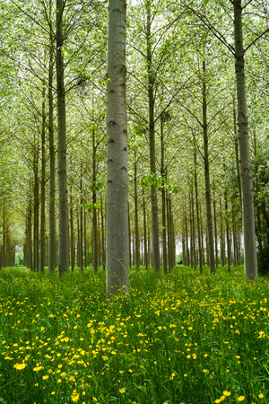 Forest of Poplars in the countryside of Angers, Franceの写真素材