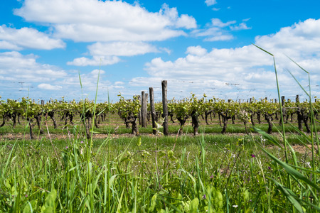 Grapevines in the countryside of Angers, Franceの写真素材