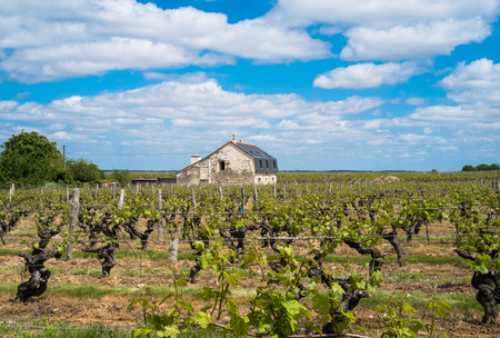 Grapevines in the countryside of Angers, Franceの写真素材