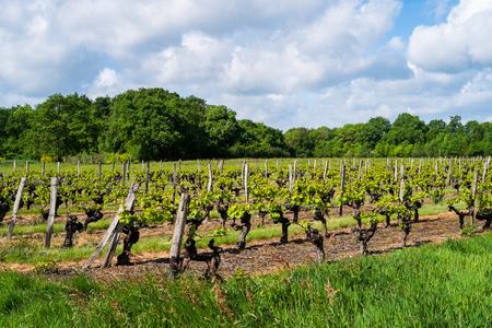 Grapevines in the countryside of Angers, Franceの写真素材