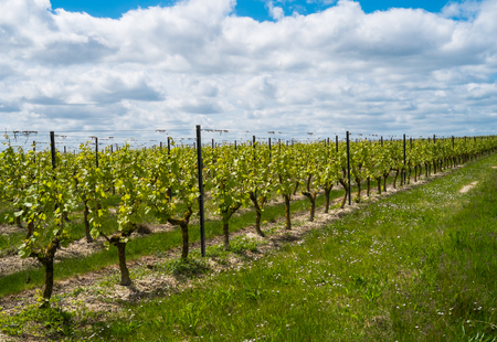 Grapevines in the countryside of Angers, Franceの写真素材