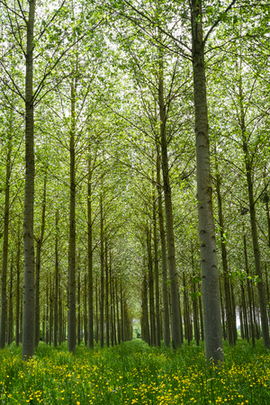 Forest of Poplars in the countryside of Angers, Franceの写真素材