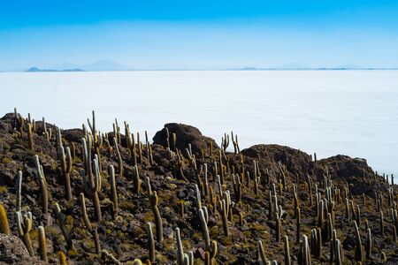 View of Isla Inca Wasi with cactus on the Salar the Uyuni, Boliviaの写真素材