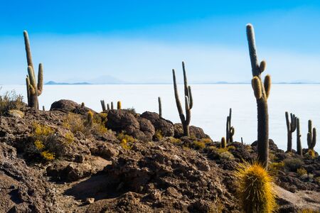 View of Isla Inca Wasi with cactus on the Salar the Uyuni, Boliviaの写真素材