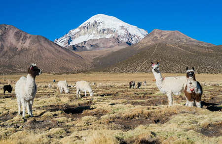 Alpacas in Sajama National Park with volcan Sajama in the background, Boliviaの写真素材