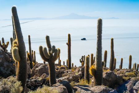 Giant cactus on the island Inca Wasi, Salar de Uyuni, Boliviaの写真素材