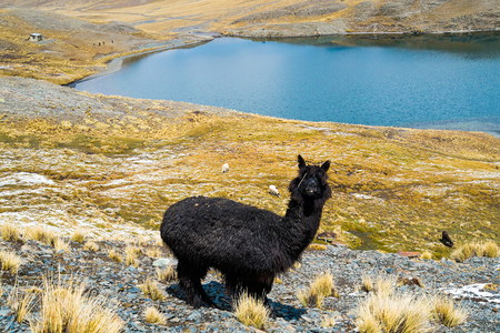 Alpaca on the way to Condoriri, La Paz, Boliviaの写真素材