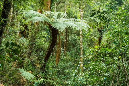 Yunga cloud forest close to Samaipata, Boliviaの写真素材