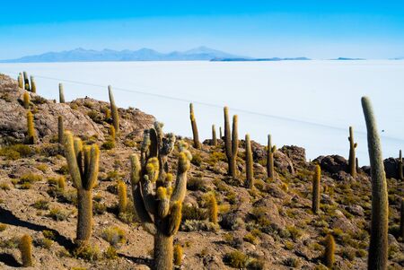 View of Isla Inca Wasi with cactus on the Salar the Uyuni, Boliviaの写真素材