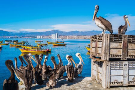 Pelicans in the harbour of Coquimbo, Chileの写真素材