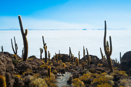 View of Isla Inca Wasi with cactus on the Salar the Uyuni, Boliviaの写真素材