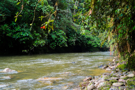 River in Podocarpus National Park near Zamora, Ecuadorの写真素材