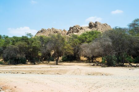 Pomac forest in Lambayeque, Chiclayo, Peruの写真素材