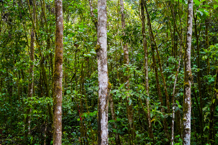 Podocarpus National Park near Zamora, Ecuadorの写真素材
