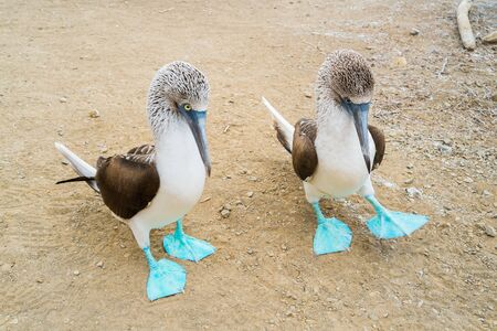 A couple of blue foot boobies in Isla de la Plata, Puerto Lopez, Ecuadorの写真素材