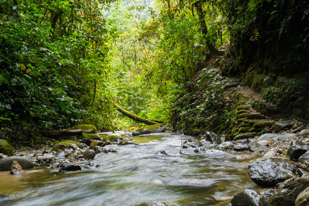 River in Podocarpus National Park near Zamora, Ecuadorの写真素材