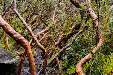 Forest in Cajas National Park, Cuenca, Ecuadorの写真素材