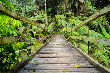 Suspension bridge in Podocarpus National Park near Zamora, Ecuadorの写真素材