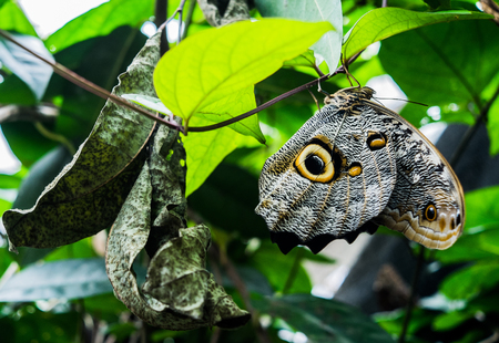 Butterfly in Mindo, Ecuadorの写真素材