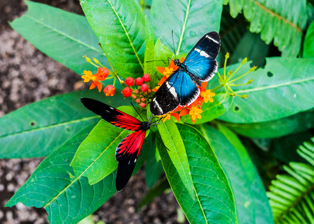 Butterflies in Mindo, Ecuadorの写真素材