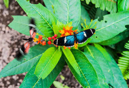 Butterfly in Mindo, Ecuadorの写真素材