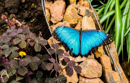 Butterfly in Mindo, Ecuadorの写真素材