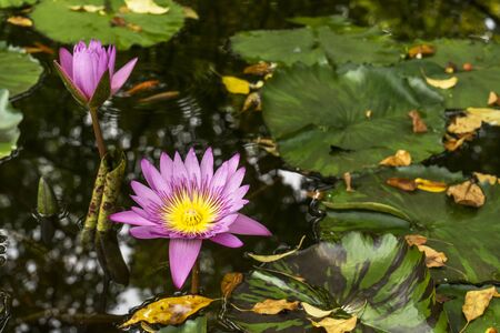 Water lilies on a pondの写真素材