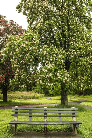 A bench and a treeの写真素材